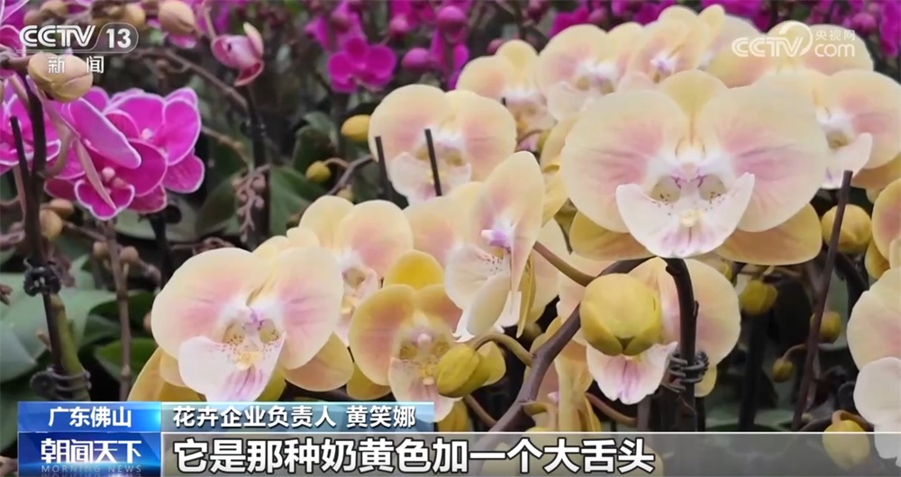 年宵花“花”样迎新绽放“美丽经济” 姹紫嫣红“扮靓”消费市场