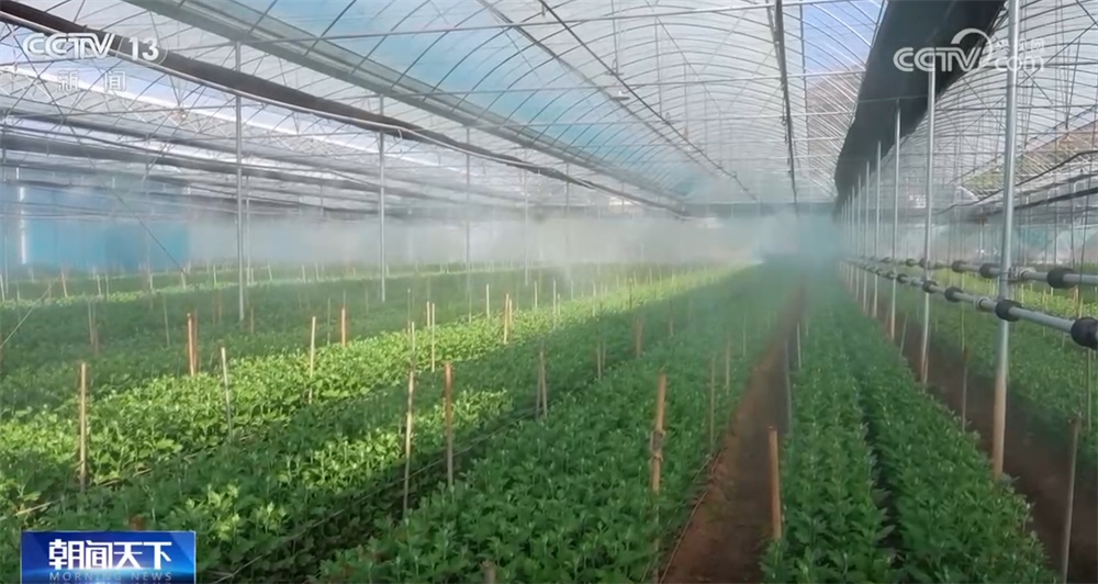 年宵花“花”样迎新绽放“美丽经济” 姹紫嫣红“扮靓”消费市场