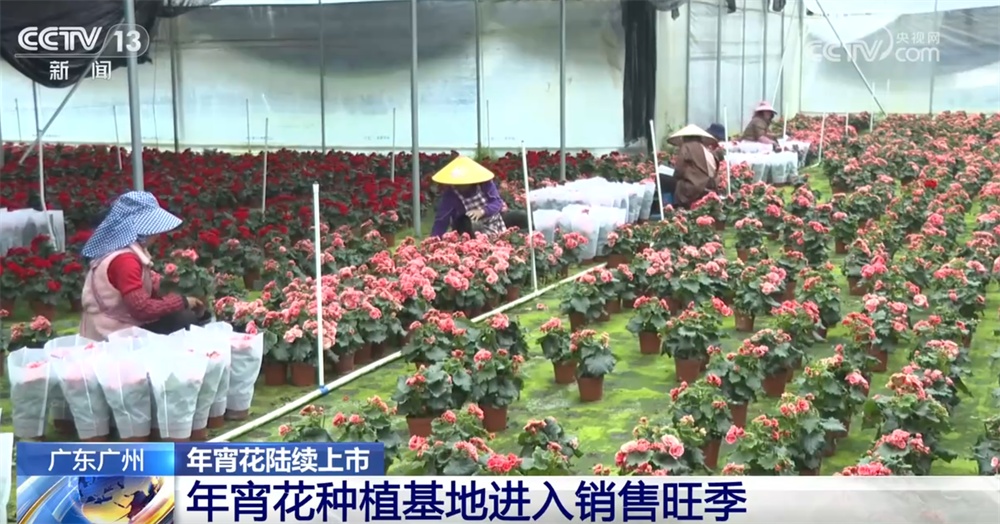 年宵花“花”样迎新绽放“美丽经济” 姹紫嫣红“扮靓”消费市场