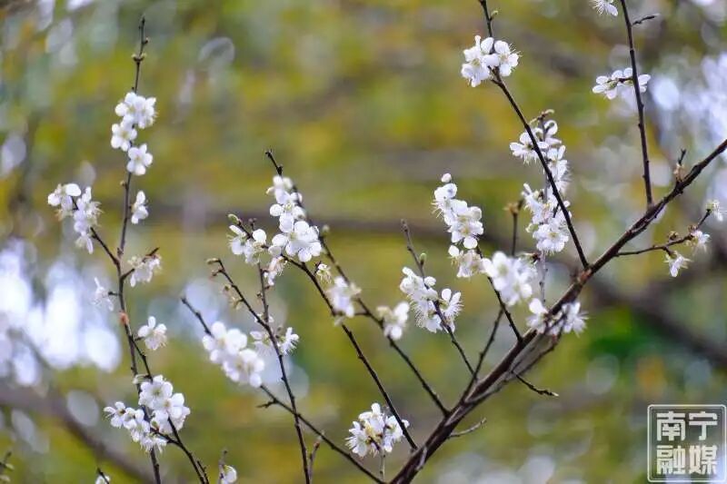 快来赴一场早梅之约!南宁市石门公园第一波青梅悄然绽放 快来赴一场早梅之约!南宁市石门公园第一波青梅悄然绽放