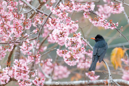 福建厦门樱花初绽百鸟喜闹春 福建厦门樱花初绽百鸟喜闹春