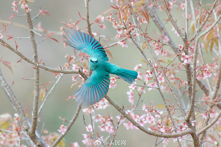 福建厦门樱花初绽百鸟喜闹春 福建厦门樱花初绽百鸟喜闹春