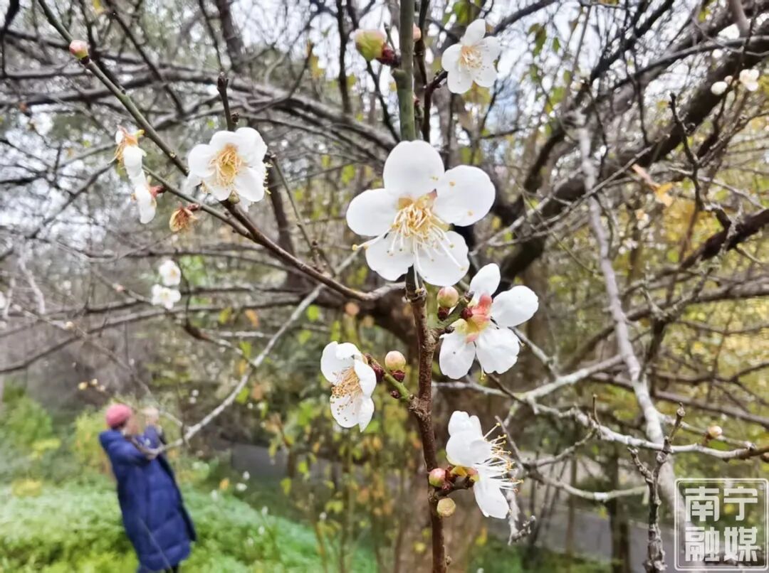 快来赴一场早梅之约!南宁市石门公园第一波青梅悄然绽放 快来赴一场早梅之约!南宁市石门公园第一波青梅悄然绽放