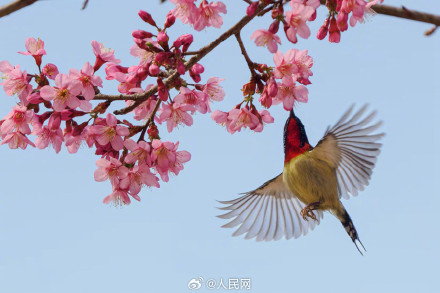 福建厦门樱花初绽百鸟喜闹春 福建厦门樱花初绽百鸟喜闹春