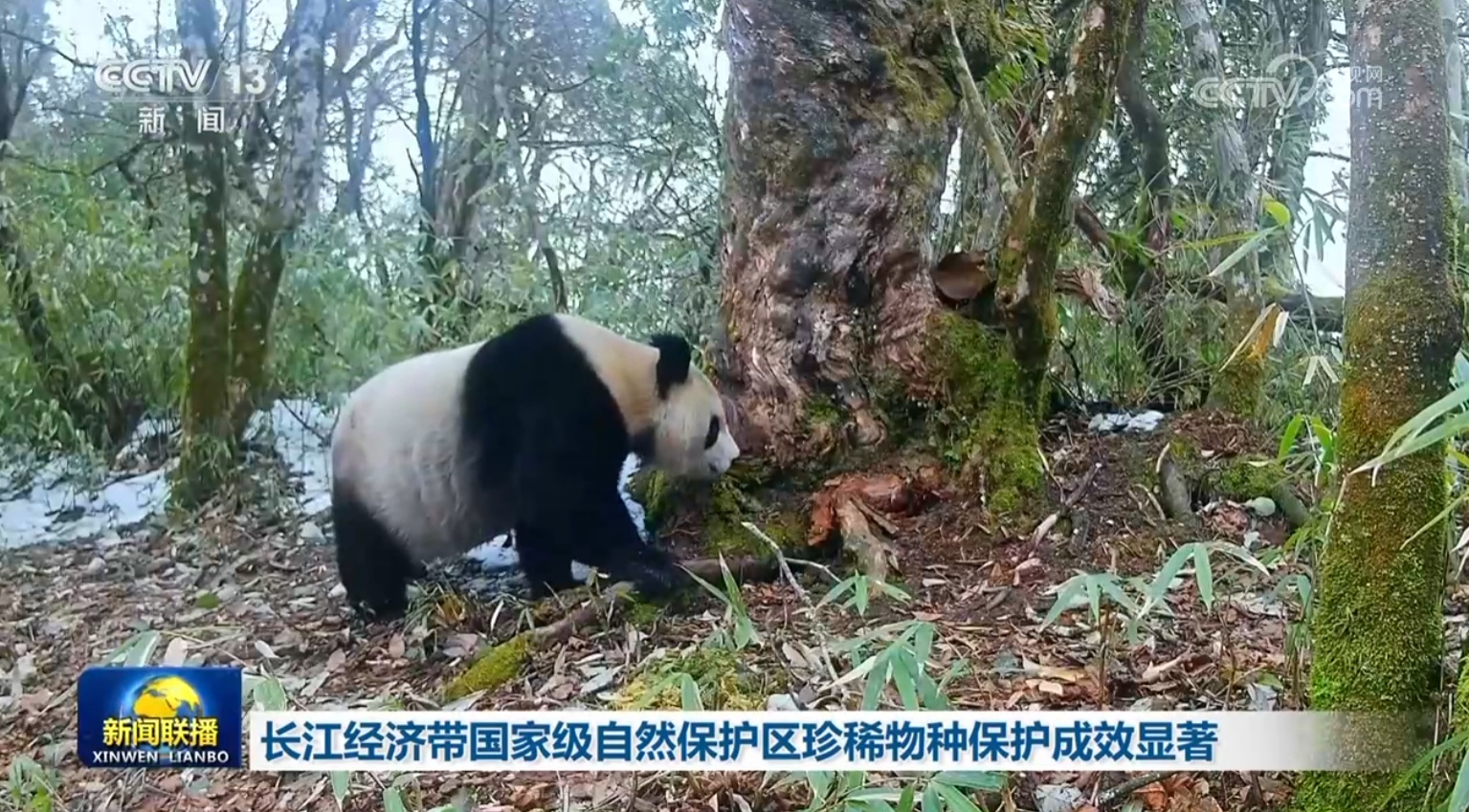 长江经济带国家级自然保护区珍稀物种保护成效显著