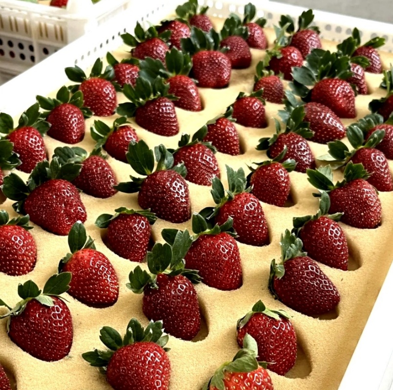 300元一斤的“黑草莓”火了！有啥不一样？