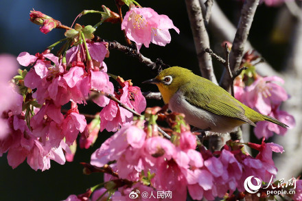 福建厦门樱花初绽百鸟喜闹春 福建厦门樱花初绽百鸟喜闹春
