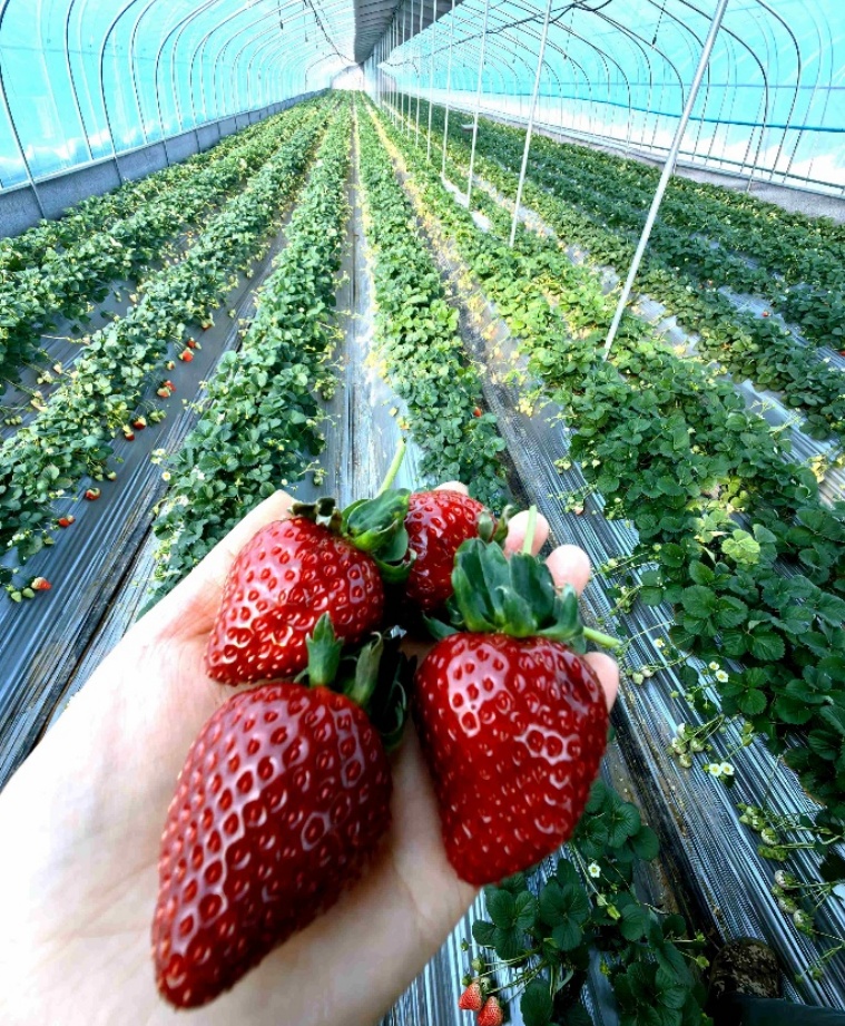 300元一斤的“黑草莓”火了！有啥不一样？