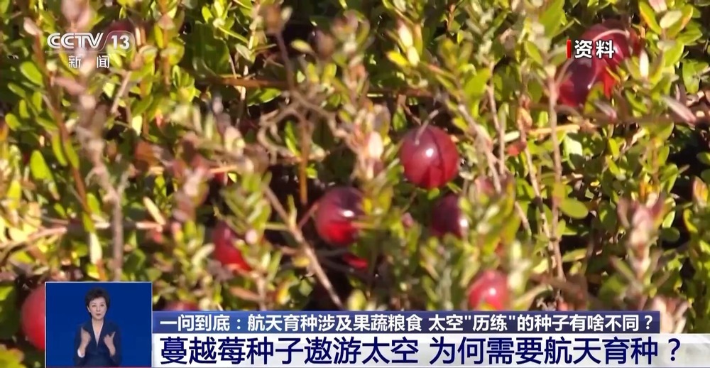 一问到底丨蔓越莓种子遨游太空 为何要航天育种？