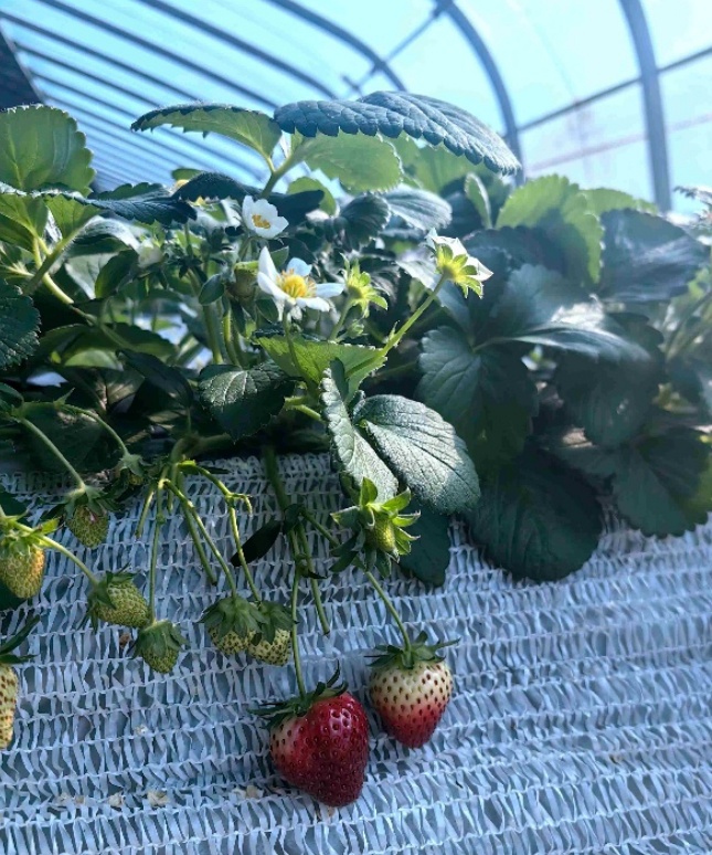 300元一斤的“黑草莓”火了！有啥不一样？