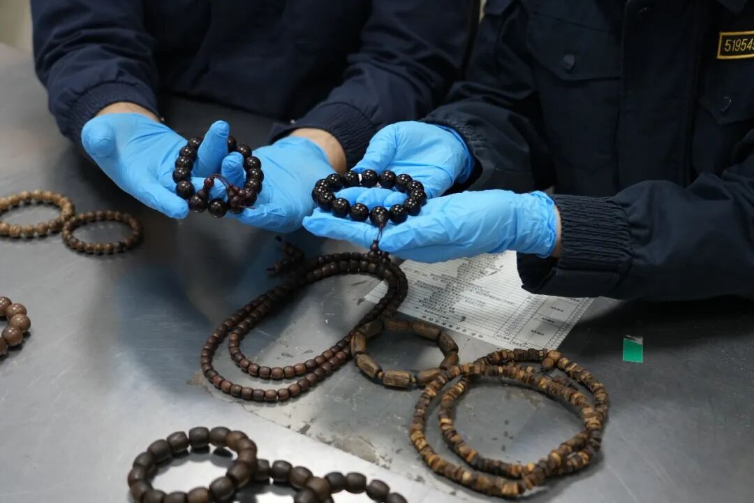 14件濒危植物制成的“盘串”被查获，这些行为可能获刑