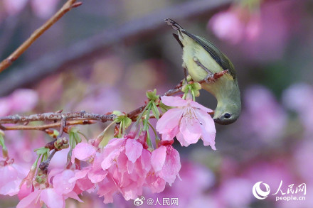 福建厦门樱花初绽百鸟喜闹春 福建厦门樱花初绽百鸟喜闹春