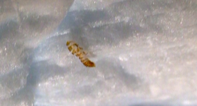 女子超市买安睡裤,打开竟然有活虫!当事人:女性都会用到这个东西,关系到健康...... 女子超市买安睡裤,打开竟然有活虫!当事人:女性都会用到这个东西,关系到健康......