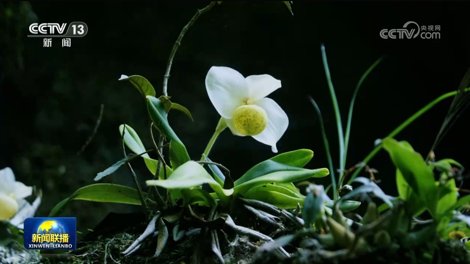 长江经济带国家级自然保护区珍稀物种保护成效显著