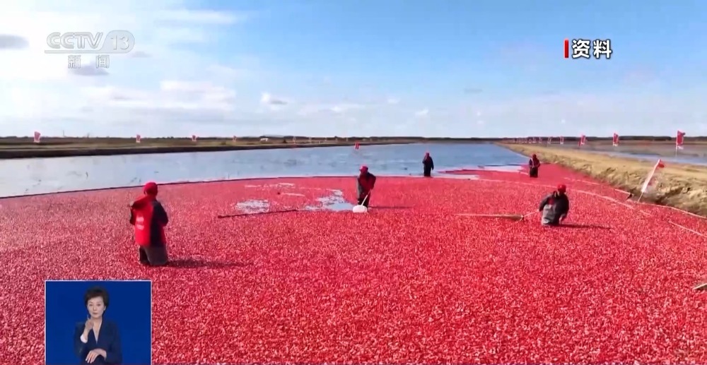 一问到底丨蔓越莓种子遨游太空 为何要航天育种？
