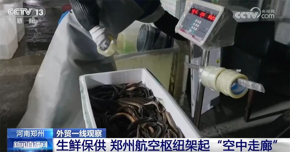 外贸一线观察｜依托多式联运织密物流网 郑州推动“内陆节点”跃升为开放前沿