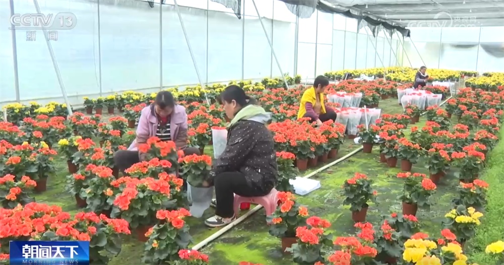 年宵花“花”样迎新绽放“美丽经济” 姹紫嫣红“扮靓”消费市场