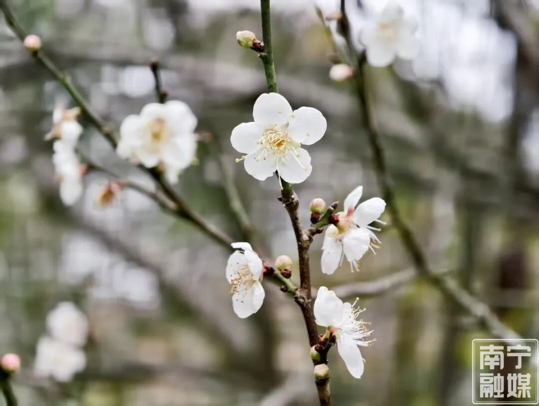 快来赴一场早梅之约!南宁市石门公园第一波青梅悄然绽放 快来赴一场早梅之约!南宁市石门公园第一波青梅悄然绽放
