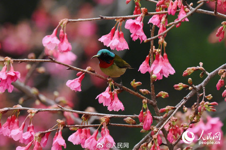福建厦门樱花初绽百鸟喜闹春 福建厦门樱花初绽百鸟喜闹春