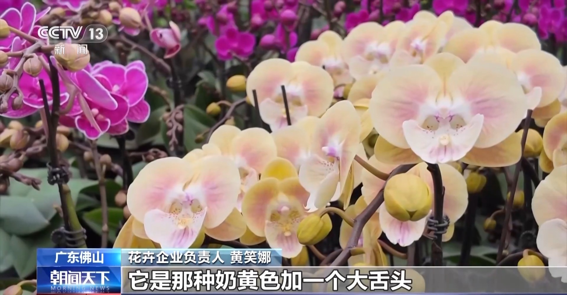 春节临近各地年宵花热销 你最喜欢哪一款? 春节临近各地年宵花热销 你最喜欢哪一款?