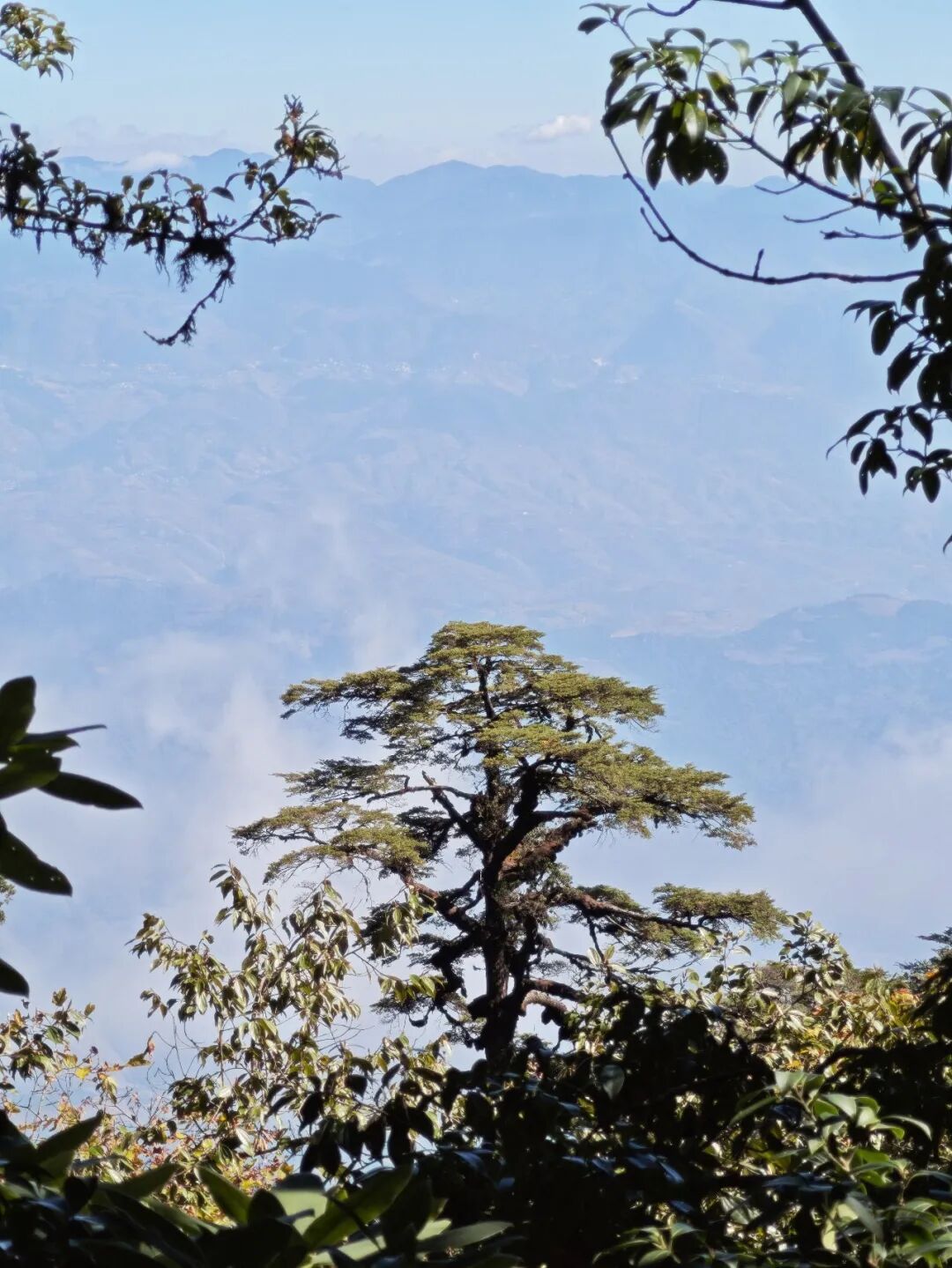 记者亲历：穿越高黎贡