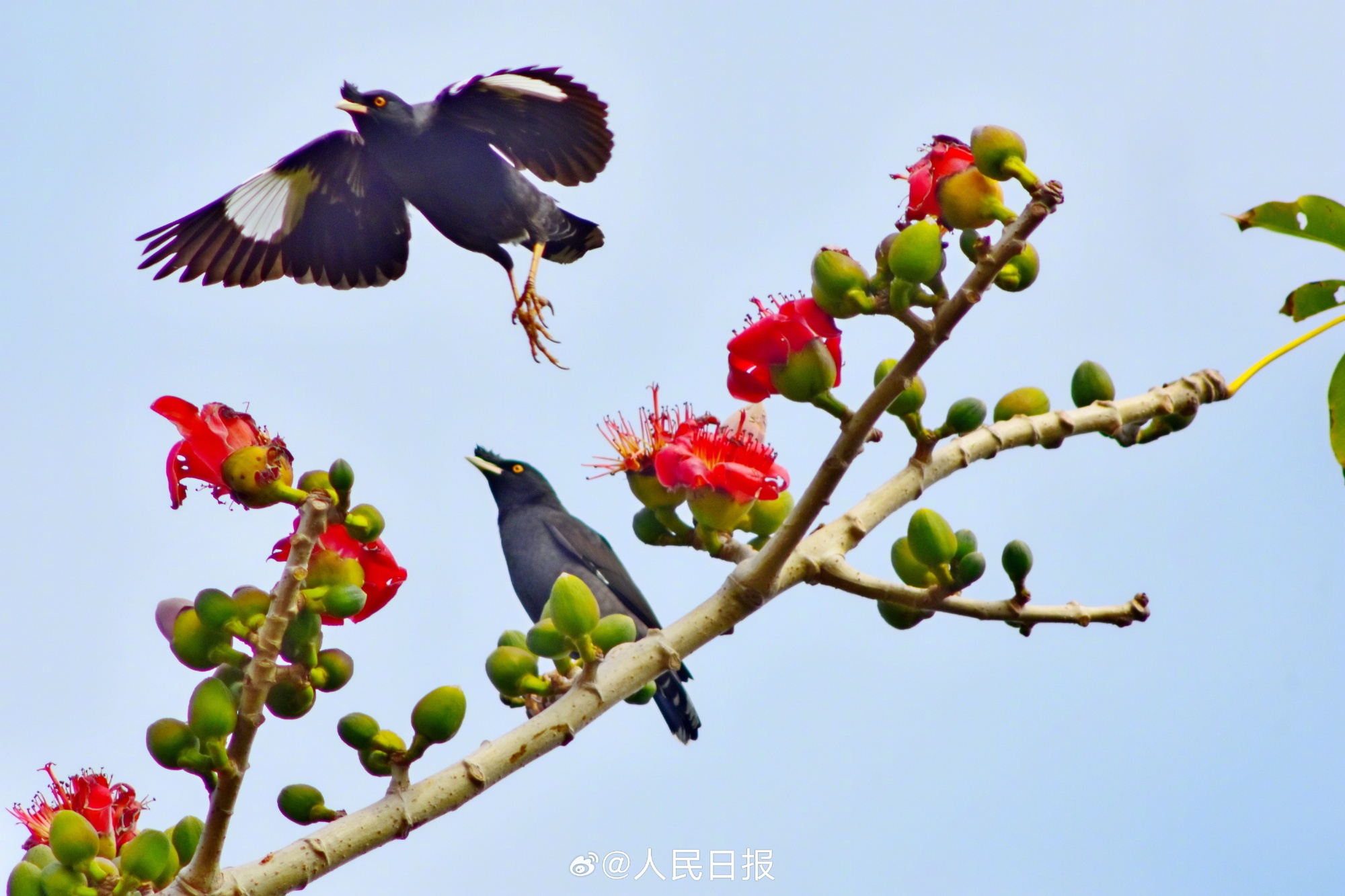 灵动可爱！鸟语花香4个字具象化了