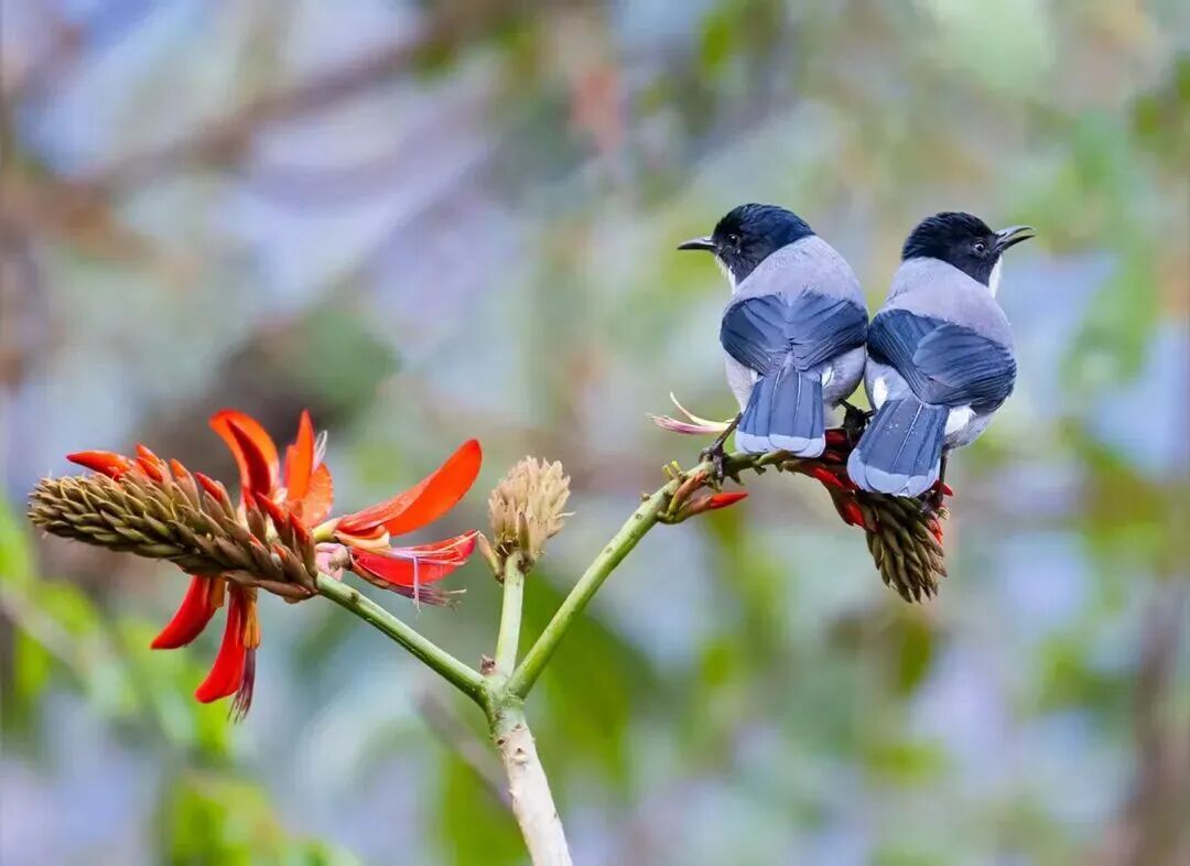 记者亲历：穿越高黎贡