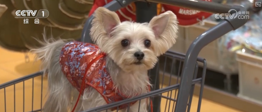 物品收纳、宠物喂养新型家政服务消费热 数字化加持让百姓享受便捷服务