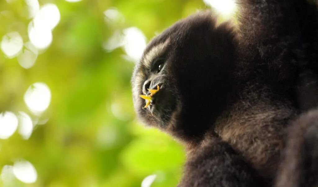 记者亲历：穿越高黎贡