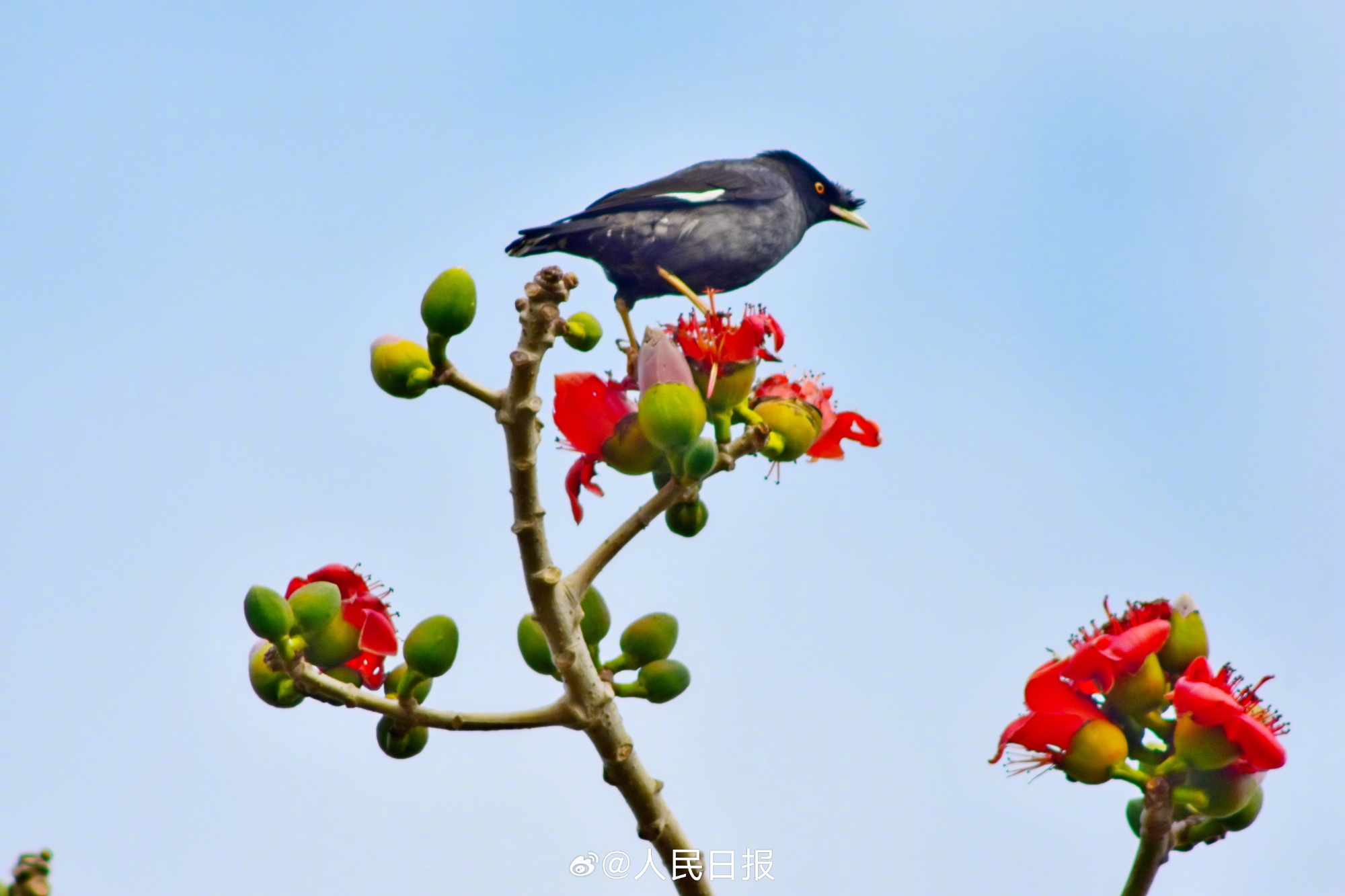 灵动可爱！鸟语花香4个字具象化了