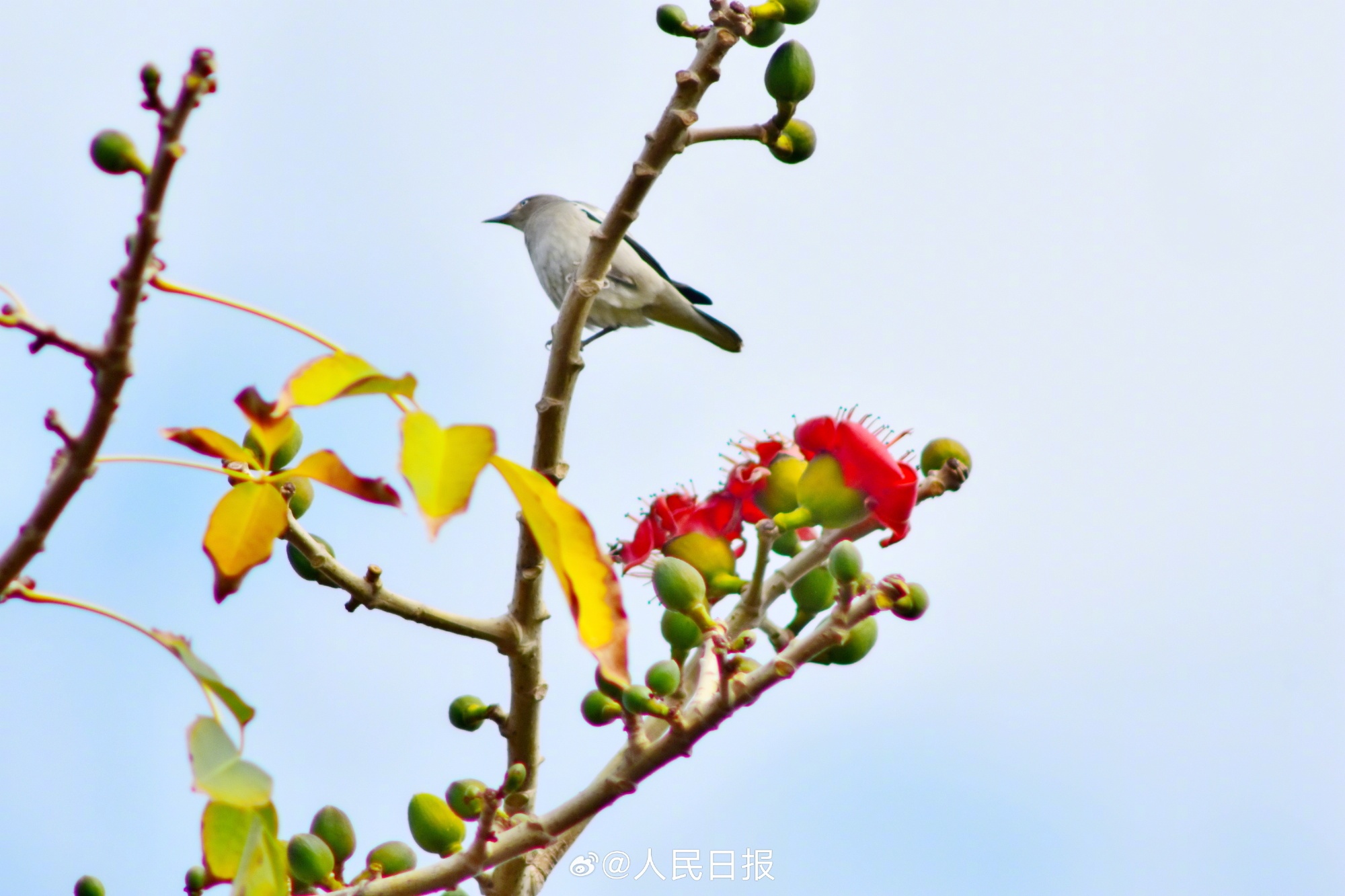 灵动可爱！鸟语花香4个字具象化了