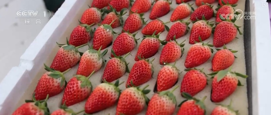 水果“新面孔”畅行县域市场 冬日餐桌焕新传统菜市场活力升级