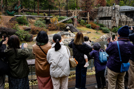 日本大熊猫迷惜别“晓晓”“蕾蕾”