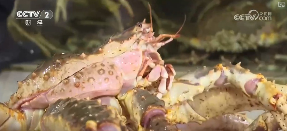 “鲜”货直达“拍”向餐桌 节前水产市场供需两旺“高端年货”交易量增长