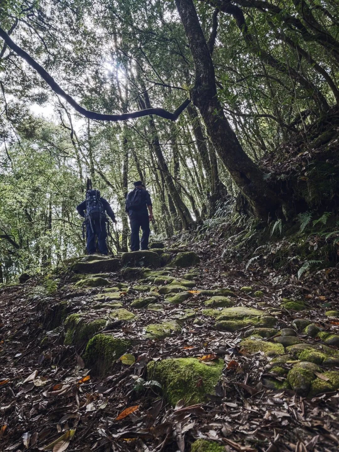 记者亲历：穿越高黎贡