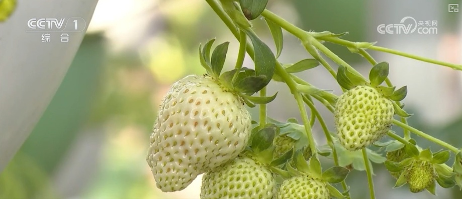 水果“新面孔”畅行县域市场 冬日餐桌焕新传统菜市场活力升级