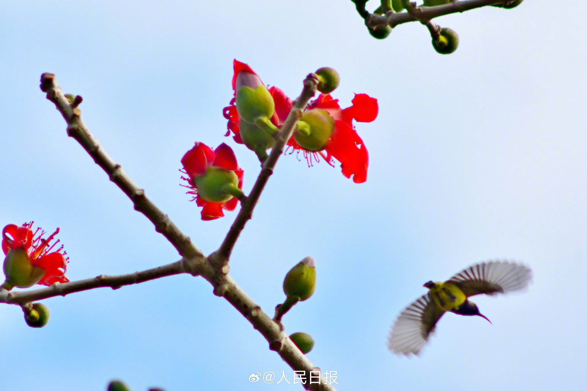 灵动可爱！鸟语花香4个字具象化了