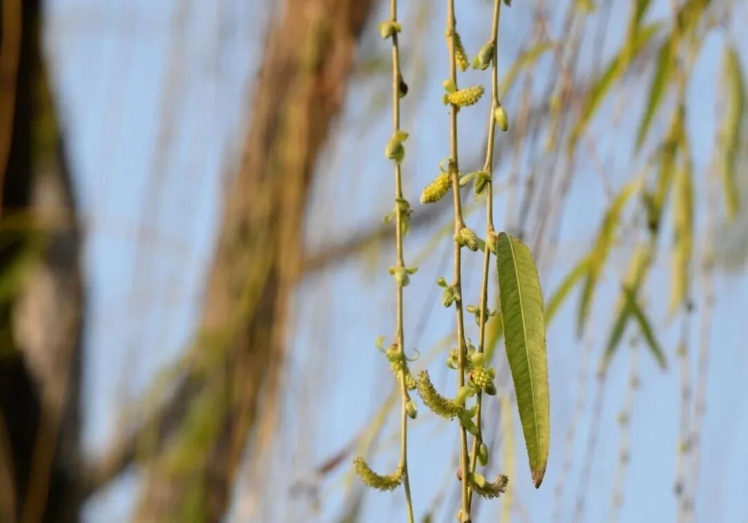 雨雪！大风！新一轮冷空气即将抵达浙江