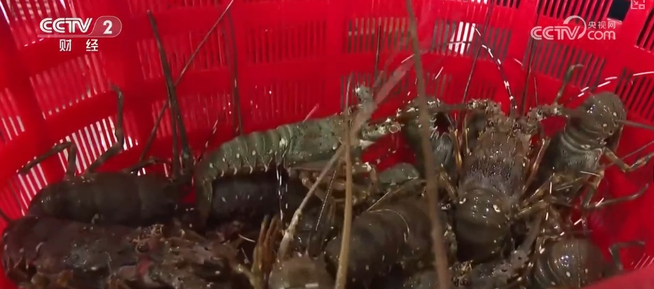 “鲜”货直达“拍”向餐桌 节前水产市场供需两旺“高端年货”交易量增长