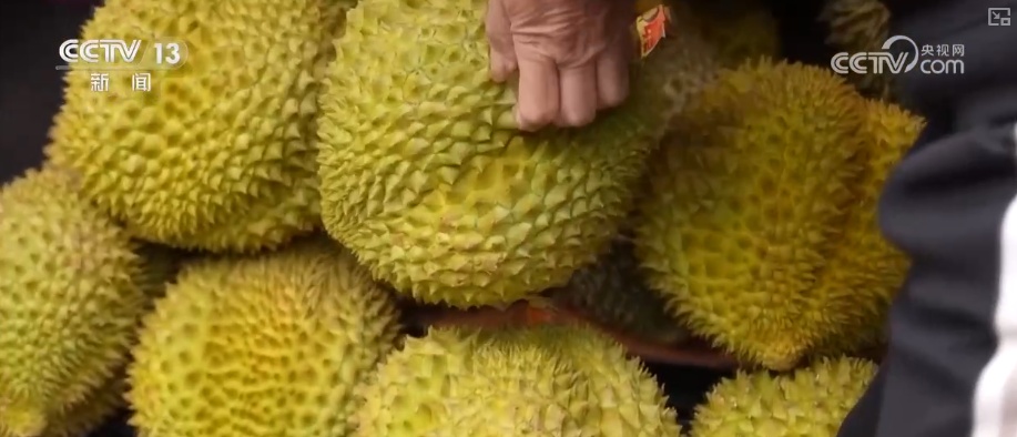 海南自贸港封关将迎首个春节 “智慧监测+快速运输”保障百姓“菜篮子”供应