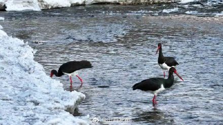 国家一级保护野生动物黑鹳现身五台山景区