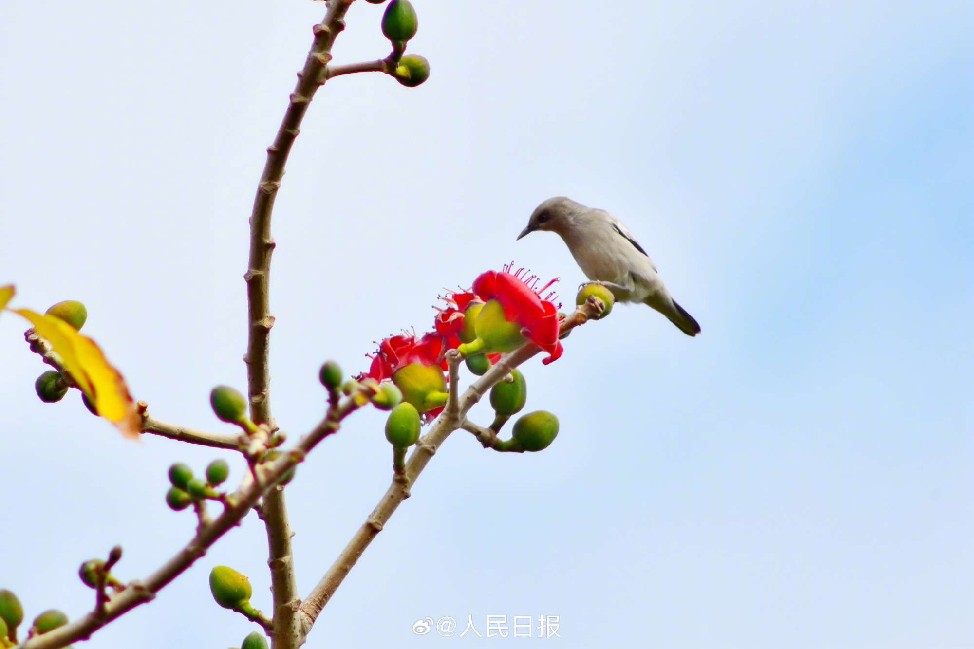 灵动可爱！鸟语花香4个字具象化了