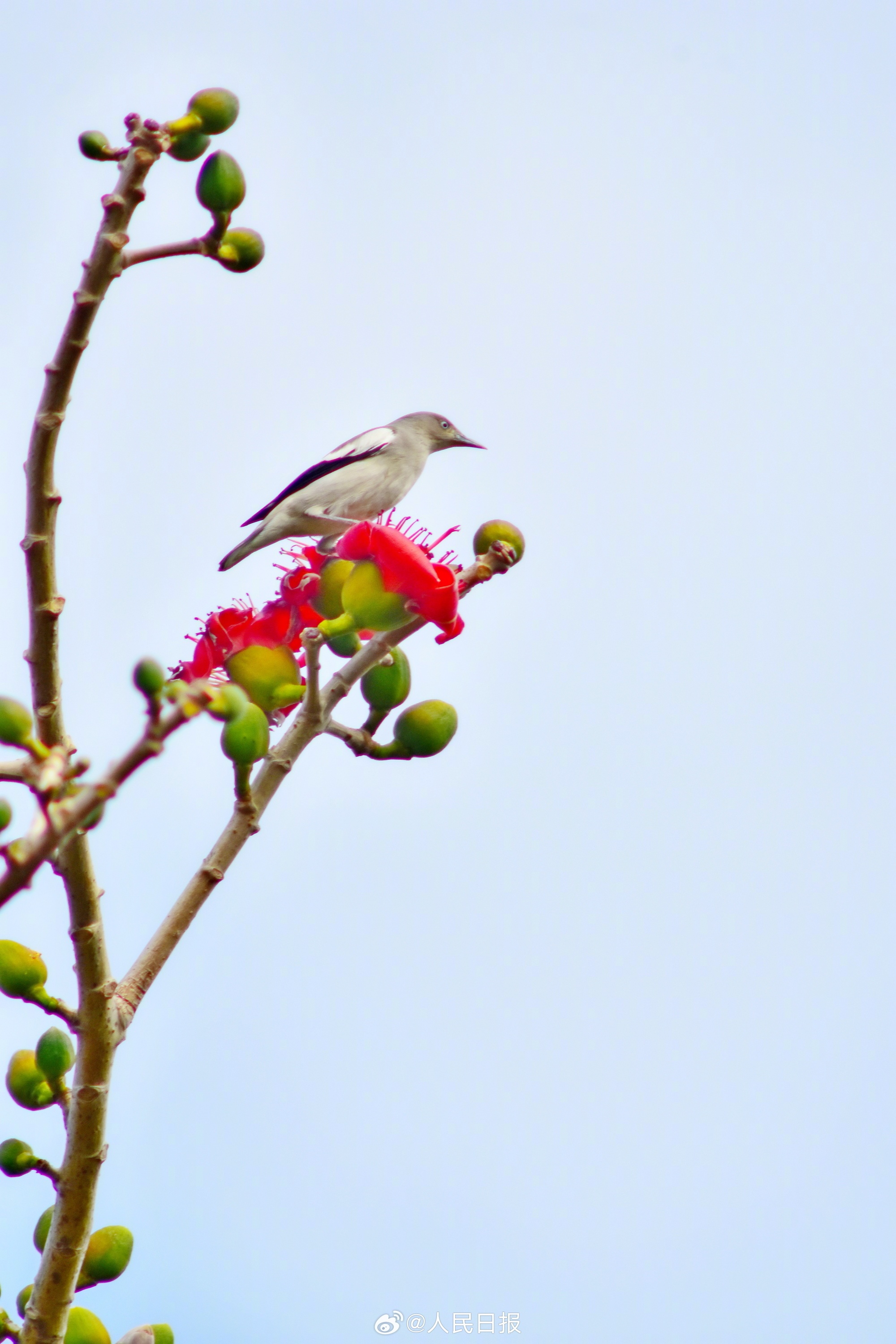灵动可爱！鸟语花香4个字具象化了