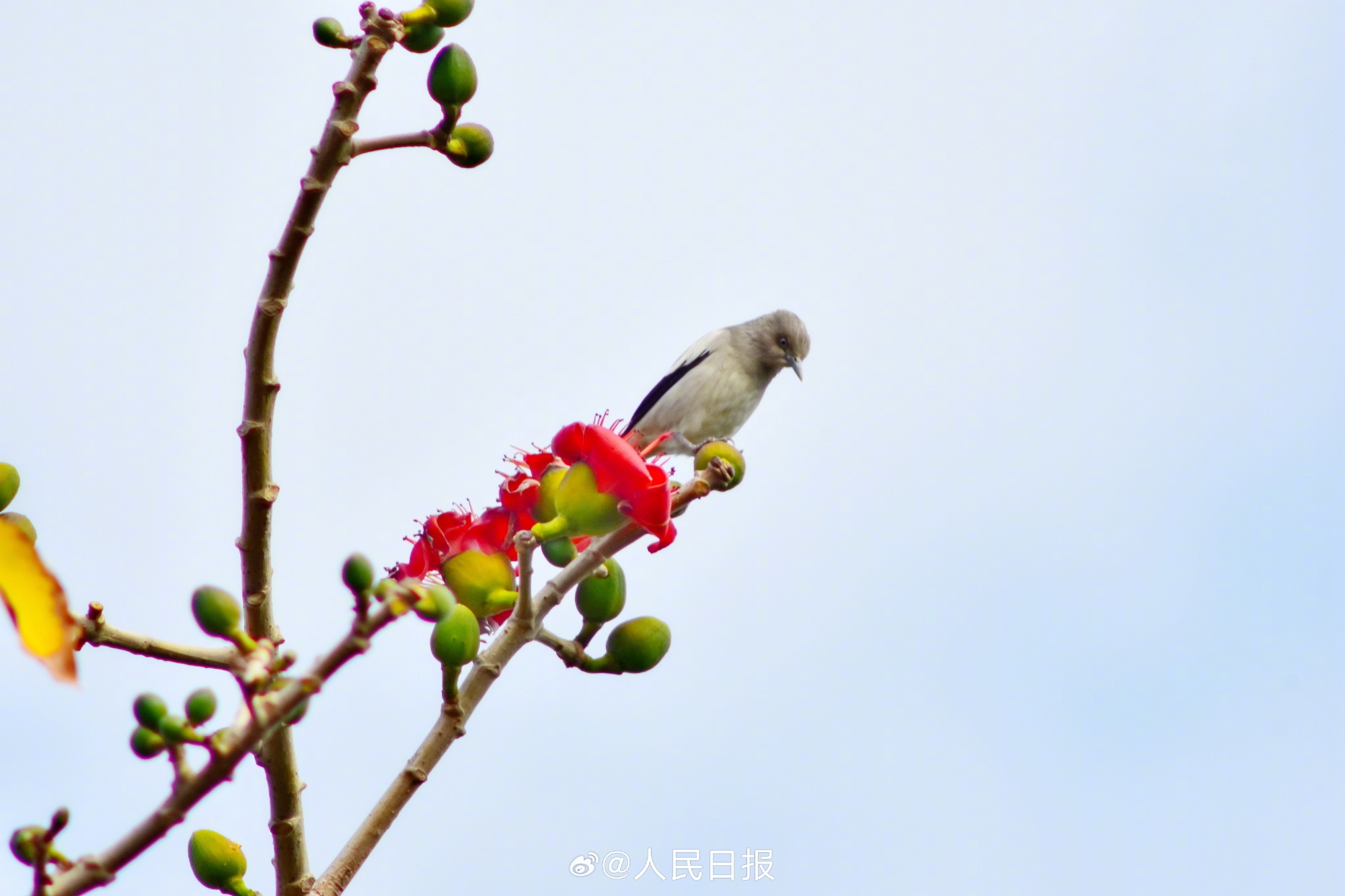 灵动可爱！鸟语花香4个字具象化了