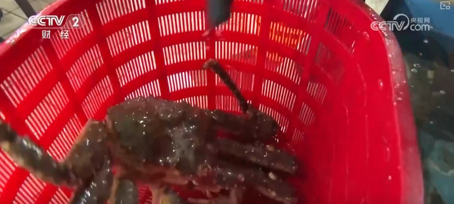 “鲜”货直达“拍”向餐桌 节前水产市场供需两旺“高端年货”交易量增长