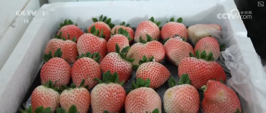 水果“新面孔”畅行县域市场 冬日餐桌焕新传统菜市场活力升级