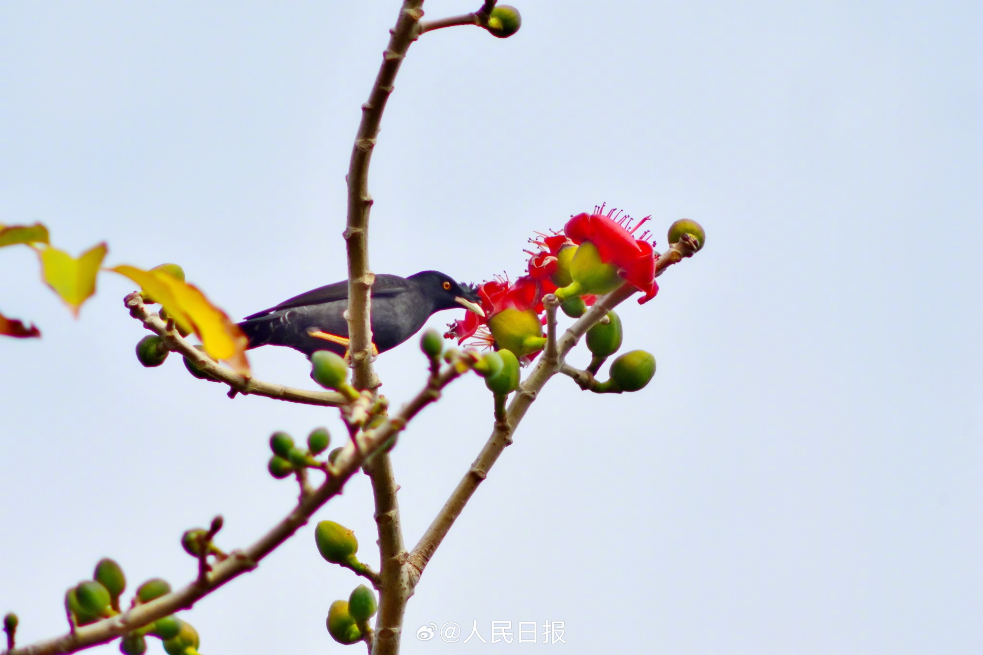 灵动可爱！鸟语花香4个字具象化了