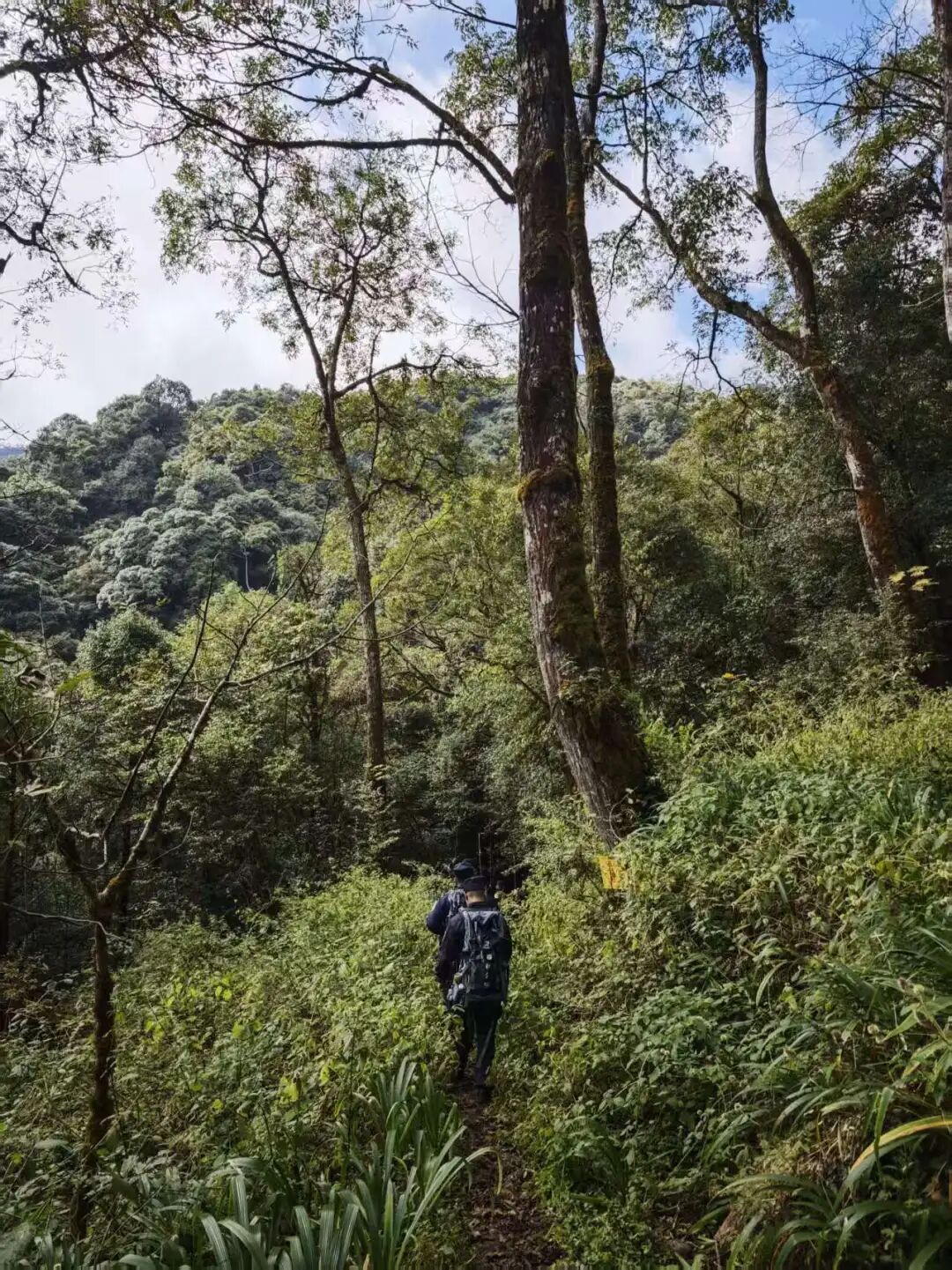 记者亲历：穿越高黎贡