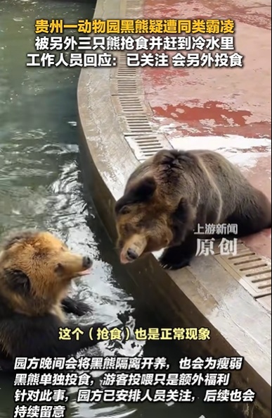 贵州一动物园黑熊疑遭同类霸凌，被另外3只熊抢食并赶到冷水里，园方回应