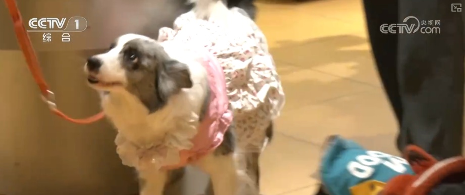 物品收纳、宠物喂养新型家政服务消费热 数字化加持让百姓享受便捷服务